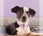 Small Photo #5 Border Collie-Bulldog Mix Puppy For Sale in Sheridan, CO, USA