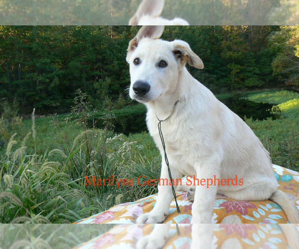 Medium Photo #3 German Shepherd Dog Puppy For Sale in PIEDMONT, MO, USA
