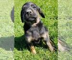 Puppy May Golden Shepherd