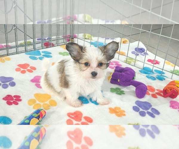 Medium Photo #4 Papitese Puppy For Sale in ORO VALLEY, AZ, USA