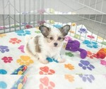 Dakota - Female Papitese Puppy for Sale - Photo #4