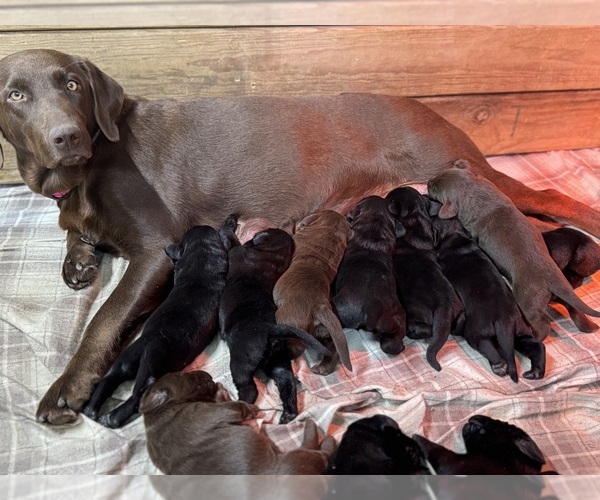 Medium Photo #4 Labrador Retriever Puppy For Sale in BEECHER CITY, IL, USA