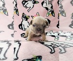 Small Photo #11 French Bulldog Puppy For Sale in SALEM, OR, USA
