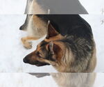 Small #22 German Shepherd Dog