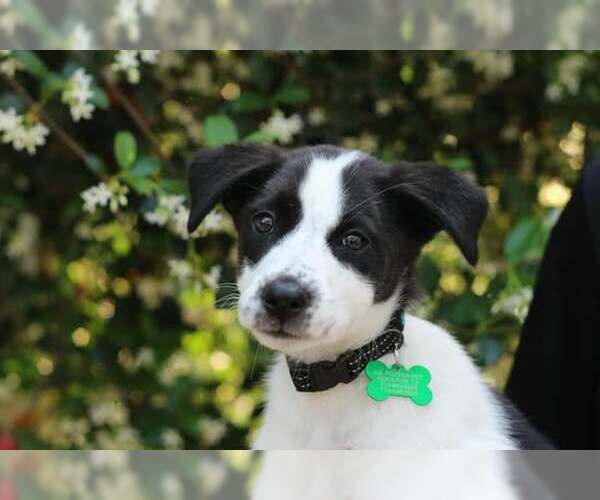 Medium Photo #4 American Staffordshire Terrier-Border Collie Mix Puppy For Sale in Princeton, MN, USA