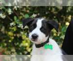 Small #3 American Staffordshire Terrier-Border Collie Mix