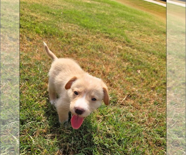 Medium Photo #5 Labrador Retriever-Unknown Mix Puppy For Sale in Dallas, TX, USA