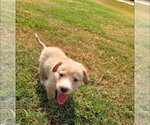 Small #4 Labrador Retriever Mix