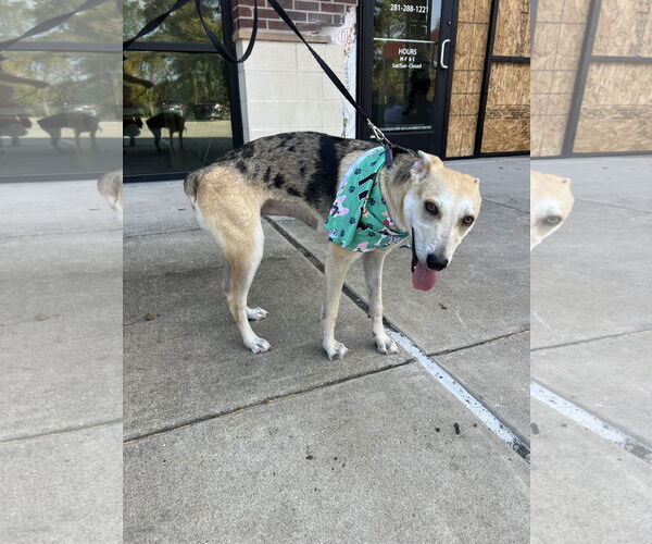 Medium Photo #5 Mutt Puppy For Sale in The Woodlands, TX, USA