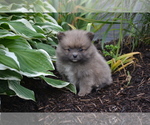 Puppy Winx Pomeranian