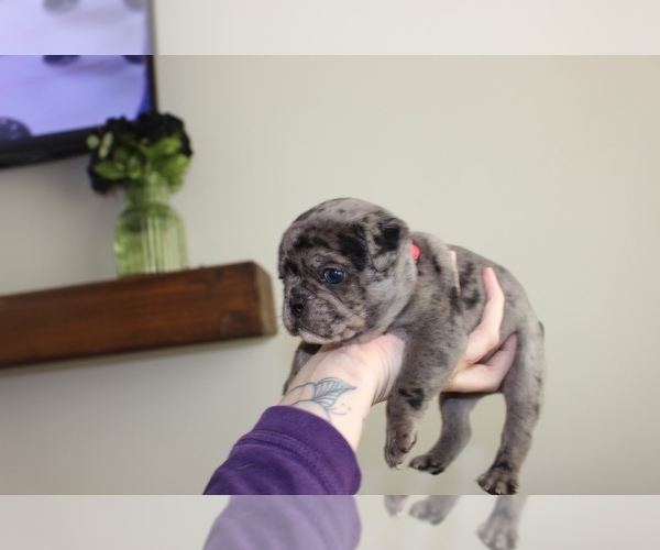 Medium Photo #1 Frenchie Pug Puppy For Sale in LAKEWOOD, CA, USA