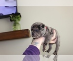 Small Photo #1 Frenchie Pug Puppy For Sale in LAKEWOOD, CA, USA