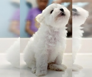 Medium Maltese