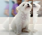 Puppy Puppy 1 Maltese
