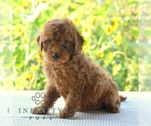 Goldendoodle (Miniature) Puppy for sale in SUNBURY, PA, USA