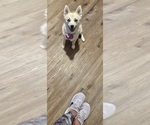 Small Photo #139 Pomsky Puppy For Sale in LOVELAND, CO, USA