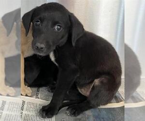 Mutt Dogs for adoption in San Antonio, TX, USA