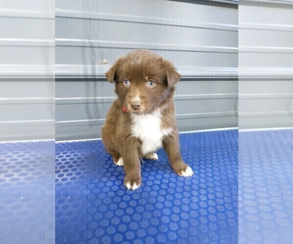 Medium Photo #2 Border-Aussie Puppy For Sale in NEW YORK MILLS, MN, USA