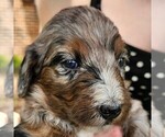 Small #1 F2 Aussiedoodle