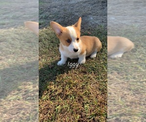 Pembroke Welsh Corgi Puppy for sale in PINK HILL, NC, USA