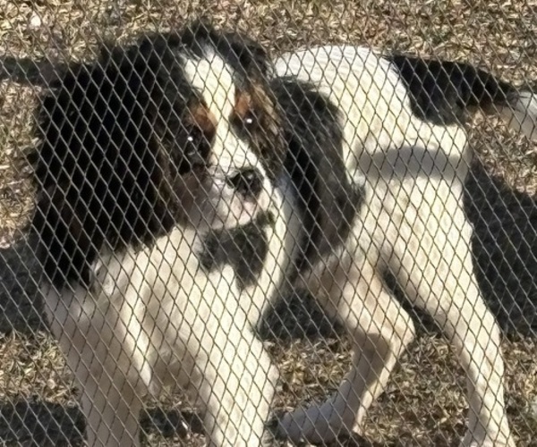 Medium Photo #1 Cavalier King Charles Spaniel Puppy For Sale in ABILENE, TX, USA