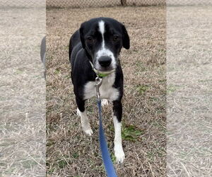 Mutt Dogs for adoption in Tarrytown, GA, USA