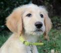 Small Photo #2 Goldendoodle Puppy For Sale in KERNERSVILLE, NC, USA