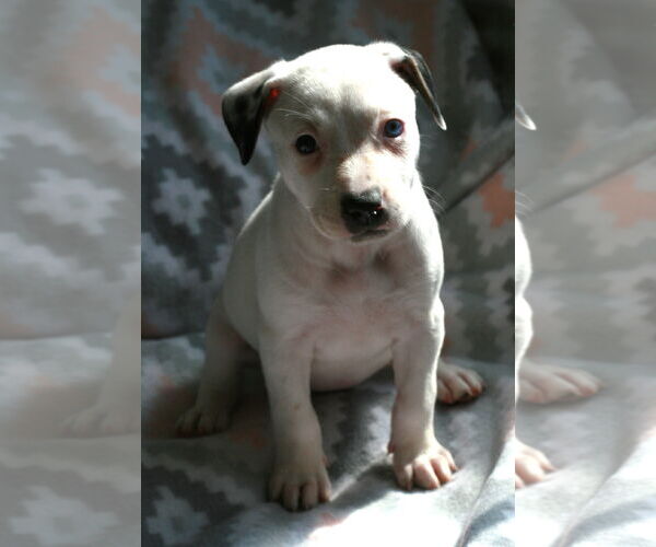 Medium Photo #14 Dalmatian-Labrador Retriever Mix Puppy For Sale in Attalka, AL, USA
