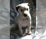 Small #13 Dalmatian-Labrador Retriever Mix
