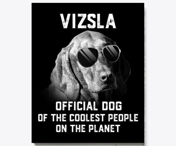 Medium Photo #4 Vizsla Puppy For Sale in SYLVA, NC, USA
