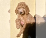Small Photo #3 Poodle (Standard) Puppy For Sale in HOMESTEAD, FL, USA