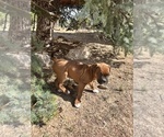 Small #9 Boxer
