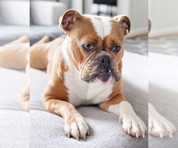 Medium Photo #3 Bulldog Puppy For Sale in Westminster, MA, USA