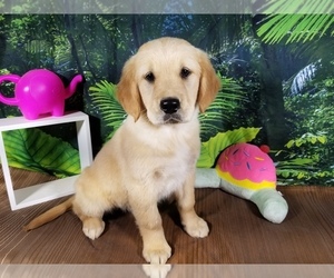 Golden Retriever Puppy for Sale in PEYTON, Colorado USA