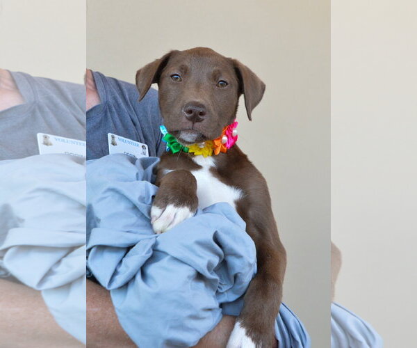 Medium Photo #2 Labrador Retriever-Unknown Mix Puppy For Sale in McKinney, TX, USA