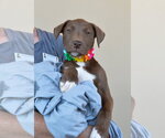 Small #1 Labrador Retriever Mix
