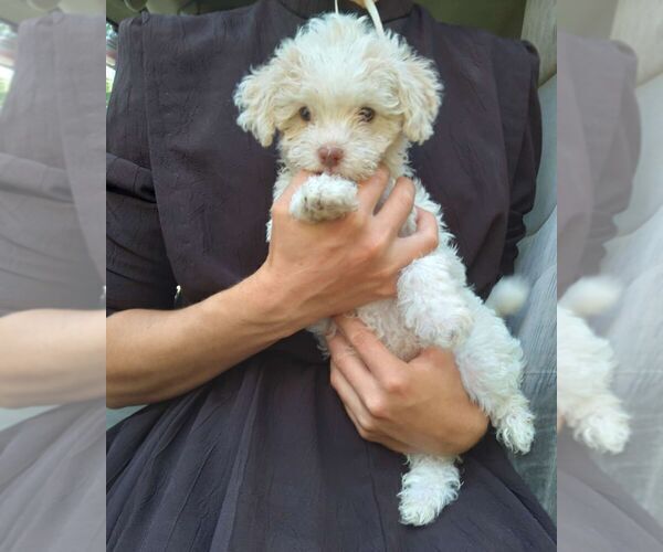 Medium Photo #1 Havapoo Puppy For Sale in HURRICANE MILLS, TN, USA