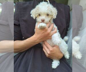 Havapoo Puppy for sale in HURRICANE MILLS, TN, USA