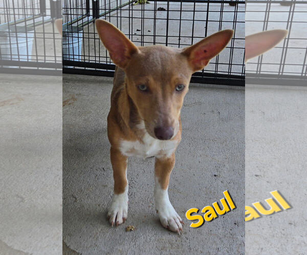 Medium Photo #1 Jack Russell Terrier-Unknown Mix Puppy For Sale in Albemarle, NC, USA