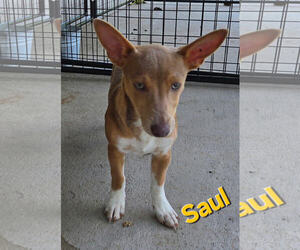 Jack Russell Terrier-Unknown Mix Dogs for adoption in Albemarle, NC, USA