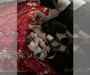 Mother of the Boston Terrier puppies born on 03/12/2022
