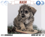 Puppy Nash Schnoodle (Miniature)