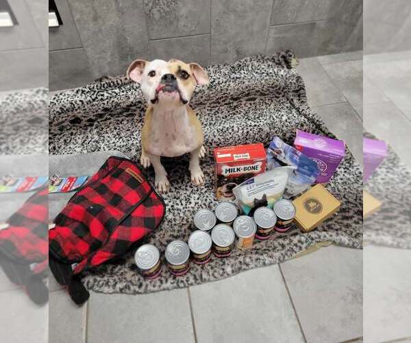 Medium Photo #8 Bulldog-Unknown Mix Puppy For Sale in New York, NY, USA