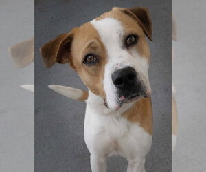 American Pit Bull Terrier Dogs for adoption in Wilmington, NC, USA