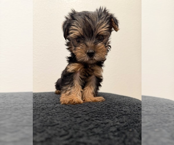 Medium Photo #2 Yorkshire Terrier Puppy For Sale in SAN DIEGO, CA, USA