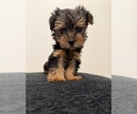 Small #1 Yorkshire Terrier