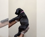 Small Photo #11 Cane Corso Puppy For Sale in WALNUT GROVE, GA, USA