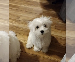 Maltese Puppy for sale in FLORISSANT, MO, USA