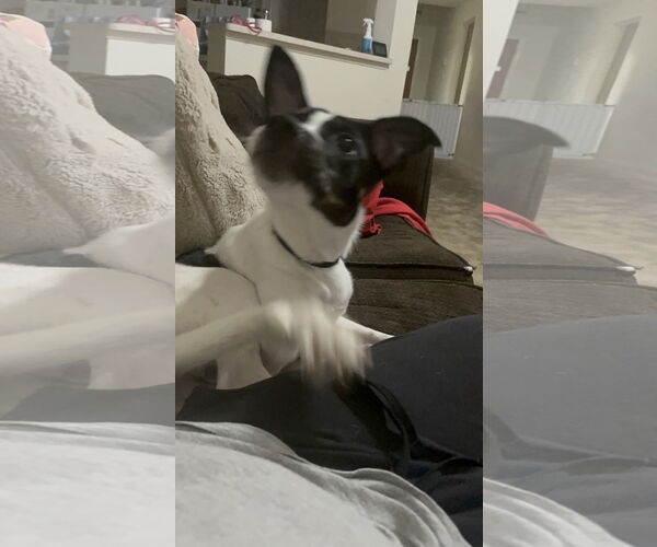 Medium Photo #3 Jack Russell Terrier-Unknown Mix Puppy For Sale in The Woodlands, TX, USA