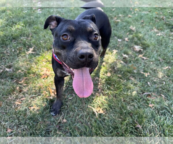 Medium Photo #1 Mutt Puppy For Sale in Doylestown, PA, USA